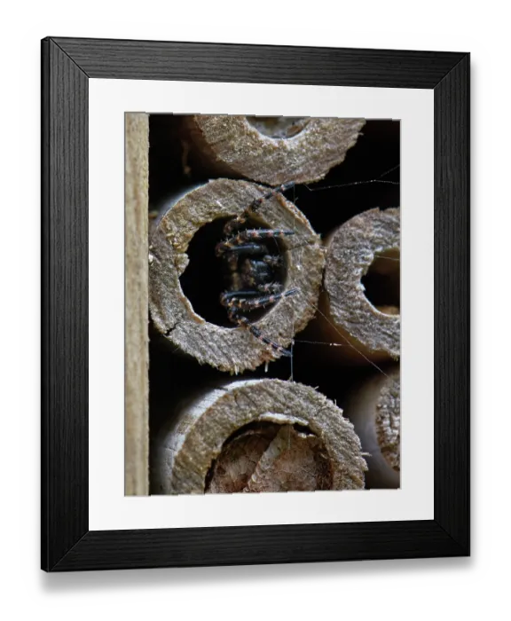 Framed Print : Walnut orb-weaver spider (Nuctenea umbratica) female, emerging from an insect hotel, Wiltshire, UK. May Framed Print : Walnut orb-weaver spider (Nuctenea umbratica) female, emerging from an insect hotel, Wiltshire, UK. May