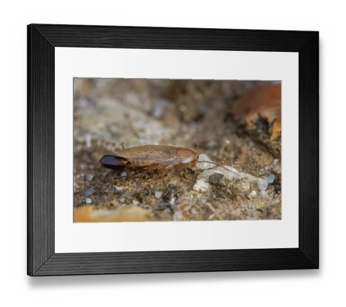 Framed Print : Tawny cockroach (Ectobius pallidus) female carrying an egg sac on a sandy path through heathland, Dorset, England, UK. August Framed Print : Tawny cockroach (Ectobius pallidus) female carrying an egg sac on a sandy path through heathland, Dorset, England, UK. August
