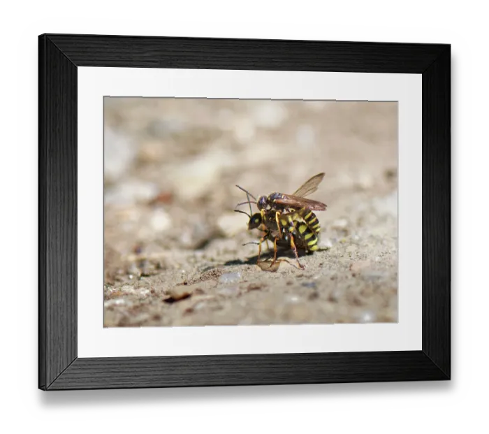 Framed Print : Sand tailed digger wasp (Cerceris arenaria) male attempting to mate with female approaching the nest burrow with paralysed Weevil (Curculionidae) prey, food for its larvae Framed Print : Sand tailed digger wasp (Cerceris arenaria) male attempting to mate with female approaching the nest burrow with paralysed Weevil (Curculionidae) prey, food for its larvae