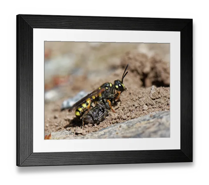 Framed Print : Sand tailed digger wasp (Cerceris arenaria) approaching its nest burrow with paralysed Vine weevil (Otiorhynchus sulcatus) prey, food for its larvae, The Lizard, Cornwall Framed Print : Sand tailed digger wasp (Cerceris arenaria) approaching its nest burrow with paralysed Vine weevil (Otiorhynchus sulcatus) prey, food for its larvae, The Lizard, Cornwall