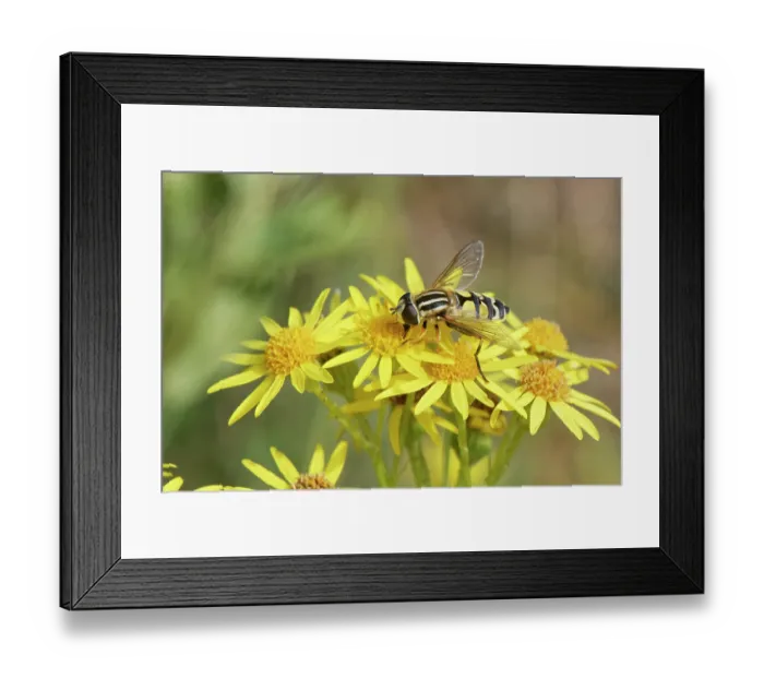 Framed Print : Large tiger hoverfly (Helophilus trivittatus) nectaring on Common ragwort (Senecio jacobaea) flowers in coastal sand dunes, Merthyr Mawr National Nature Reserve, Glamorgan, Wales
