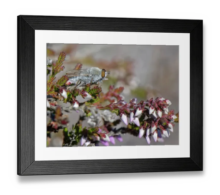 Framed Print : Coastal silver stiletto fly (Acrosathe annulata) male, resting on Common heather (Calluna vulgaris) leaves by a heathland path, Dorset, England, UK. July Framed Print : Coastal silver stiletto fly (Acrosathe annulata) male, resting on Common heather (Calluna vulgaris) leaves by a heathland path, Dorset, England, UK. July