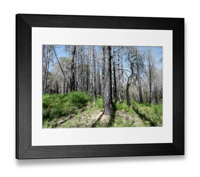 Framed Print : Calabrian pine (Pinus nigra laricio var. Calabrica) trees killed by forest fire in July 2023 and new growth pine seedlings, Sila National Park, Calabria, Italy. June, 2024 Framed Print : Calabrian pine (Pinus nigra laricio var. Calabrica) trees killed by forest fire in July 2023 and new growth pine seedlings, Sila National Park, Calabria, Italy. June, 2024