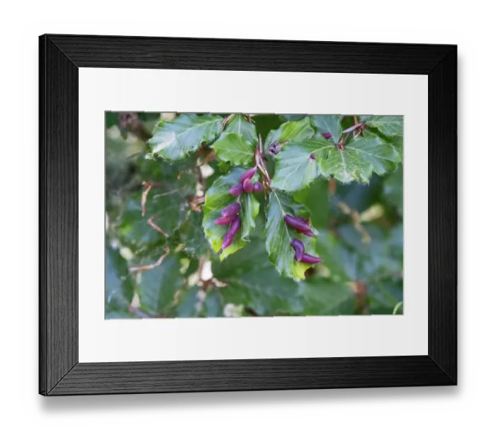 Framed Print : Beech gall midge (Mikiola fagi) on Beech (Fagus sylvatica) leaves, Sila National Park, Calabria, Italy. June Framed Print : Beech gall midge (Mikiola fagi) on Beech (Fagus sylvatica) leaves, Sila National Park, Calabria, Italy. June
