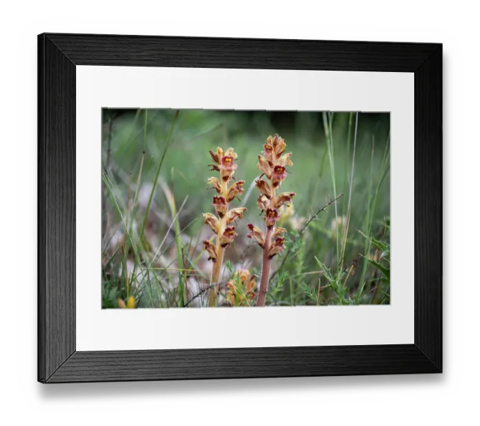 Framed Print : Greater broomrape (Orobanche rapum-genistae) growing on Petty whin (Genista anglica), Sila National Park, Calabria, Italy. June Framed Print : Greater broomrape (Orobanche rapum-genistae) growing on Petty whin (Genista anglica), Sila National Park, Calabria, Italy. June