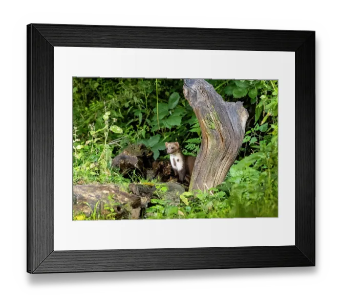 Framed Print : Beech marten (Martes foina) peering put from behind a tree stump in the undergrowth, Ille et Vilaine, Brittany, France. October. Controlled conditions