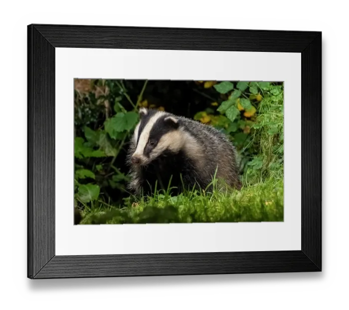 Framed Print : European badger (Meles meles) portrait, Ille et Vilaine, Brittany, France. October. Controlled conditions