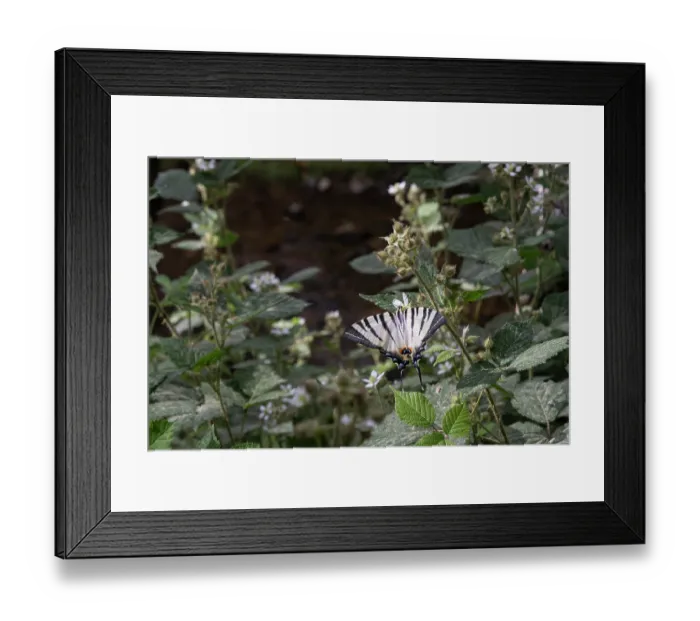 Framed Print : Scarce swallowtail (Iphiclides podalirius) on Blackberry flower (Rubus fruticosus), Sila National Park, Calabria, Italy. June Framed Print : Scarce swallowtail (Iphiclides podalirius) on Blackberry flower (Rubus fruticosus), Sila National Park, Calabria, Italy. June