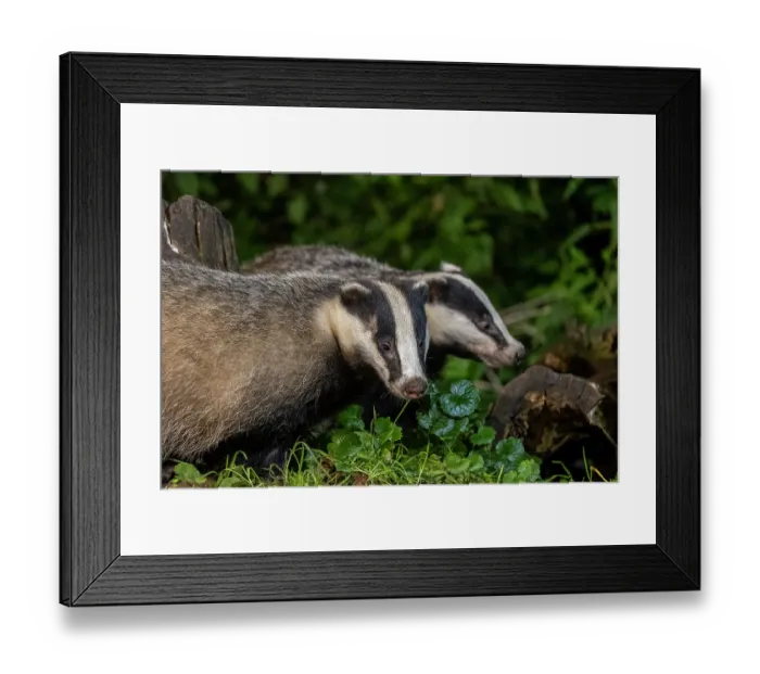Framed Print : Two European badgers (Meles meles) foraging in undergrowth at night, Ille et Vilaine, Brittany, France. October. Controlled conditions Framed Print : Two European badgers (Meles meles) foraging in undergrowth at night, Ille et Vilaine, Brittany, France. October. Controlled conditions