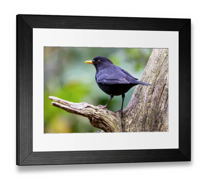 Framed Print : Blackbird (Turdus merula) male, perched on a tree stump with a tick near its beak, Ille et Vilaine, Brittany, France. October Framed Print : Blackbird (Turdus merula) male, perched on a tree stump with a tick near its beak, Ille et Vilaine, Brittany, France. October