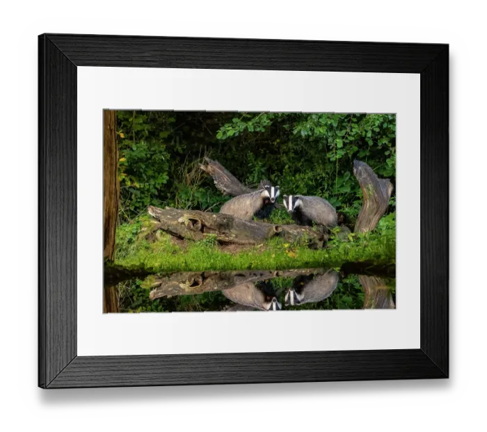 Framed Print : Two European badgers (Meles meles) in an undergrowth at night reflection in artifical pool, Ille et Vilaine, Brittany, France. October. Controlled conditions Framed Print : Two European badgers (Meles meles) in an undergrowth at night reflection in artifical pool, Ille et Vilaine, Brittany, France. October. Controlled conditions