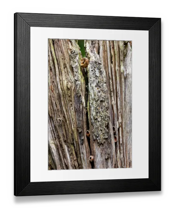 Framed Print : Seeds and nuts stashed in a dead branch by a Great spotted woodpecker (Dendrocopos major), Ille et Vilaine, Brittany, France. October Framed Print : Seeds and nuts stashed in a dead branch by a Great spotted woodpecker (Dendrocopos major), Ille et Vilaine, Brittany, France. October