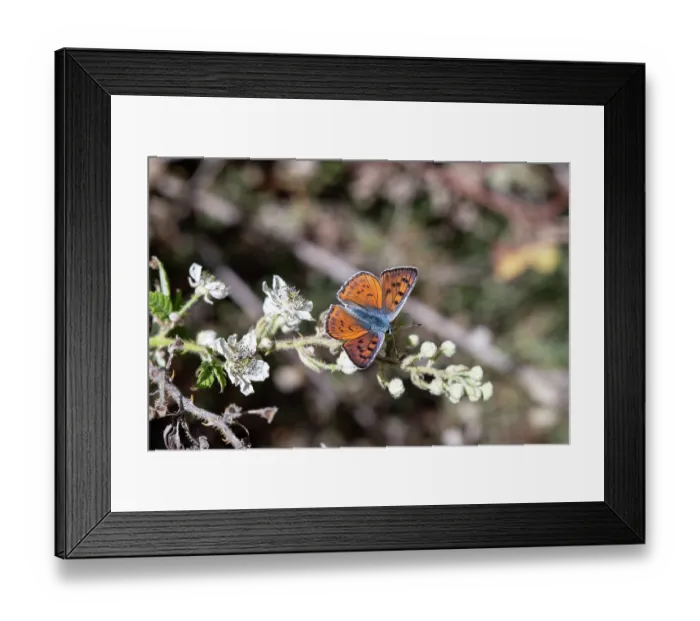 Framed Print : Purple-shot copper (Lycaena alciphron) on Blackberry (Rubus fruticosus) flowers, Aspromonte National Park, Calabria, Italy. June Framed Print : Purple-shot copper (Lycaena alciphron) on Blackberry (Rubus fruticosus) flowers, Aspromonte National Park, Calabria, Italy. June