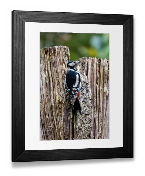 Framed Print : Great spotted woodpecker (Dendrocopos major) female, perched on dead branch feeding, Ille et Vilaine, Brittany, France. October Framed Print : Great spotted woodpecker (Dendrocopos major) female, perched on dead branch feeding, Ille et Vilaine, Brittany, France. October