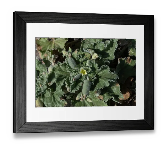 Framed Print : Squirting cucumber (Ecballium elaterium) flowers and fruit growing on waste ground, Calabria, Italy. June Framed Print : Squirting cucumber (Ecballium elaterium) flowers and fruit growing on waste ground, Calabria, Italy. June