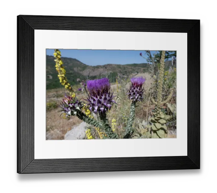 Framed Print : Illyrian thistle (Onopordum illyricum) in flower, Apromonte National Park, Calabria, Italy. June Framed Print : Illyrian thistle (Onopordum illyricum) in flower, Apromonte National Park, Calabria, Italy. June