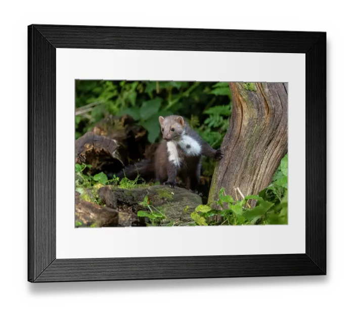 Framed Print : RF - Beech marten (Martes foina) peering put from behind a tree stump in the undergrowth, Ille et Vilaine, Brittany, France. October. Controlled conditions Framed Print : RF - Beech marten (Martes foina) peering put from behind a tree stump in the undergrowth, Ille et Vilaine, Brittany, France. October. Controlled conditions