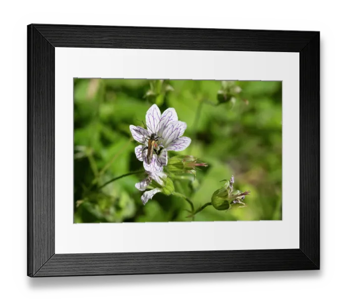 Framed Print : False blister beetle (Oedmera podagrariae) resting on Pencilled cranesbill (Geranium versicolor) flower, Sila National Park, Calabria, Italy. June Framed Print : False blister beetle (Oedmera podagrariae) resting on Pencilled cranesbill (Geranium versicolor) flower, Sila National Park, Calabria, Italy. June