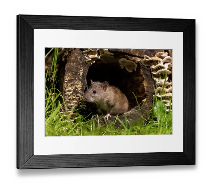 Framed Print : RF - Brown rat (Rattus norvegicus) peering out from a hole in a fungi-covered hollow log, Ille et Vilaine, Brittany, France. October. Controlled conditions Framed Print : RF - Brown rat (Rattus norvegicus) peering out from a hole in a fungi-covered hollow log, Ille et Vilaine, Brittany, France. October. Controlled conditions