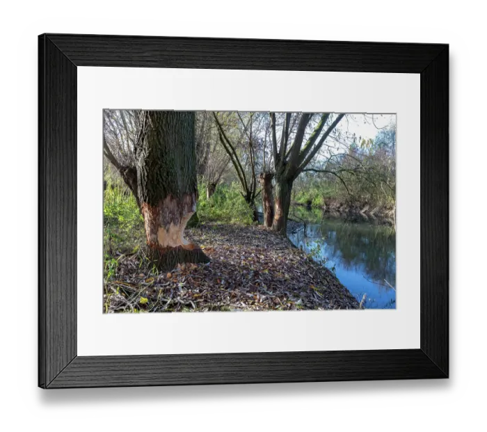 Framed Print : Willow (Salix sp.) tree trunk gnawed by Beaver (Castor fiber) Offendorf, Bas Rhin, France. November Framed Print : Willow (Salix sp.) tree trunk gnawed by Beaver (Castor fiber) Offendorf, Bas Rhin, France. November