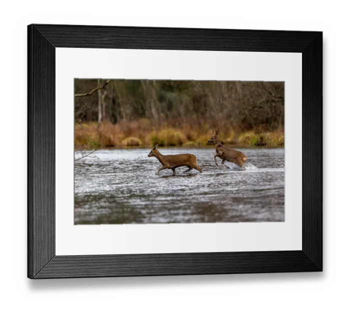 Framed Print : Two European roe deers (Capreolus capreolus) crossing a river, Alsace, France. December Framed Print : Two European roe deers (Capreolus capreolus) crossing a river, Alsace, France. December