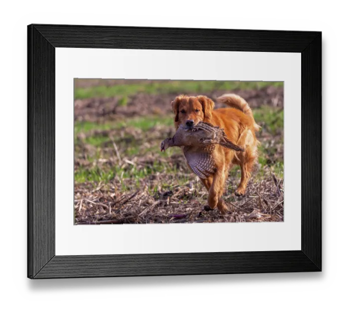 Framed Print : Golden retriever, female, carrying Common Pheasant (Phasianus colchicus) in mouth, Bas Rhin, Alsace, France. November Framed Print : Golden retriever, female, carrying Common Pheasant (Phasianus colchicus) in mouth, Bas Rhin, Alsace, France. November