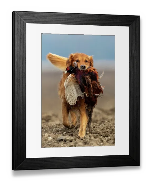 Framed Print : Golden retriever, male, carrying Common Pheasant (Phasianus colchicus) in mouth, Bas Rhin, Alsace, France. November Framed Print : Golden retriever, male, carrying Common Pheasant (Phasianus colchicus) in mouth, Bas Rhin, Alsace, France. November