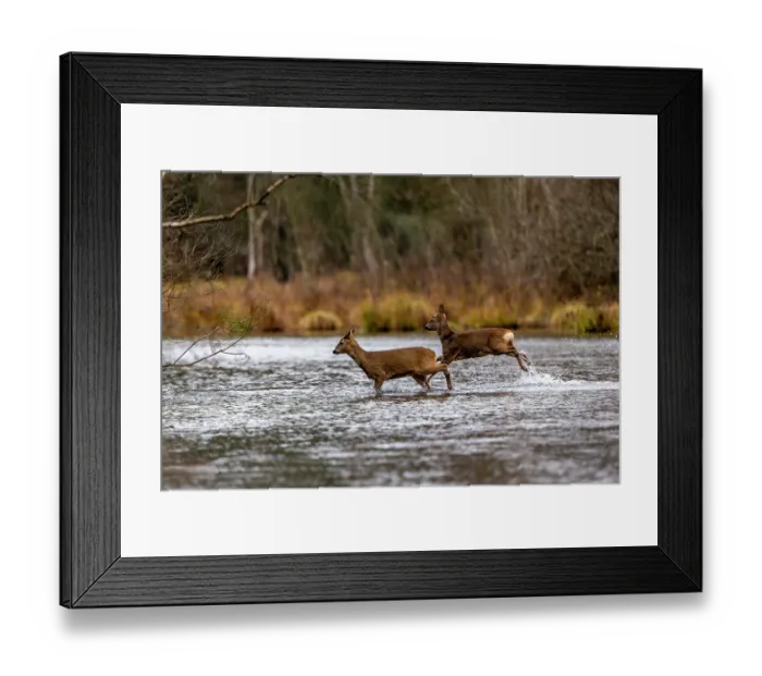 Framed Print : Two European roe deers (Capreolus capreolus) crossing a river, Alsace, France. December Framed Print : Two European roe deers (Capreolus capreolus) crossing a river, Alsace, France. December