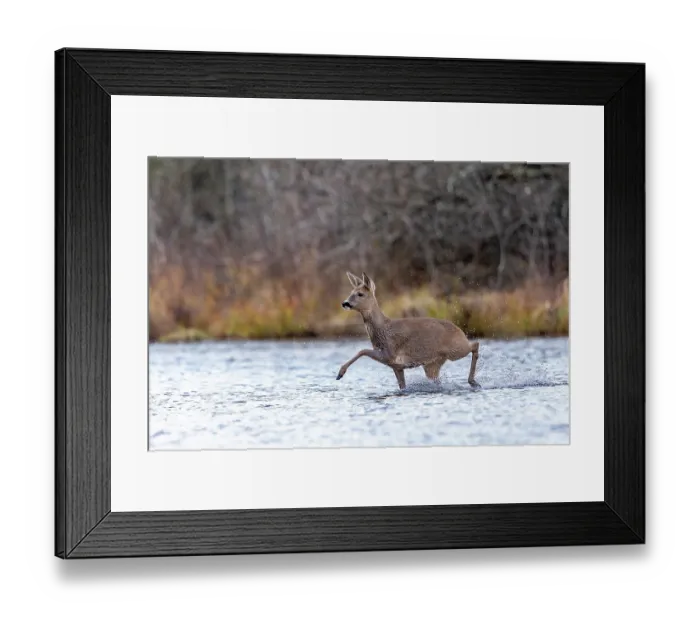 Framed Print : European roe deer (Capreolus capreolus) crossing a river, Alsace, France. December Framed Print : European roe deer (Capreolus capreolus) crossing a river, Alsace, France. December
