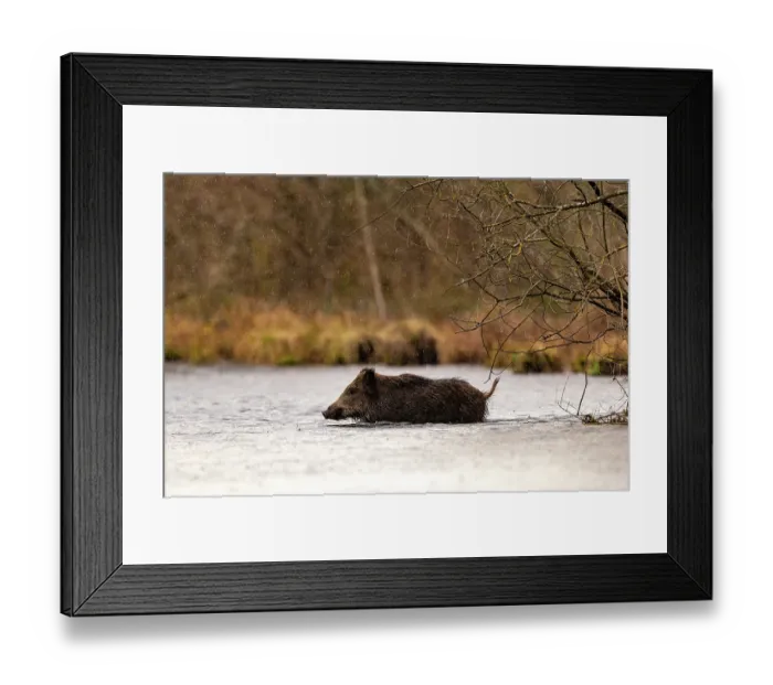 Framed Print : Wild boar (Sus scrofa) crossing a river, Alsace, France. December Framed Print : Wild boar (Sus scrofa) crossing a river, Alsace, France. December