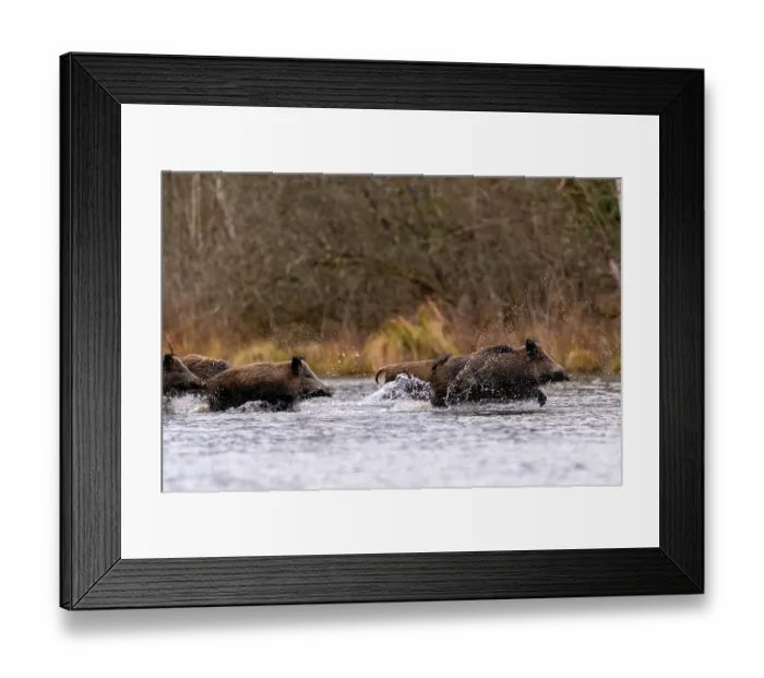 Framed Print : Wild boars (Sus scrofa) herd crossing a river, Alsace, France. December Framed Print : Wild boars (Sus scrofa) herd crossing a river, Alsace, France. December