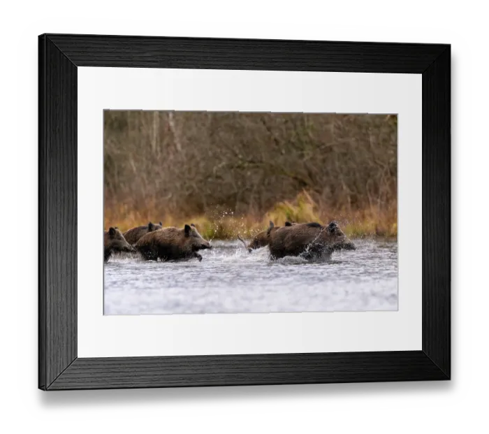 Framed Print : Wild boars (Sus scrofa) herd crossing a river, Alsace, France. December Framed Print : Wild boars (Sus scrofa) herd crossing a river, Alsace, France. December