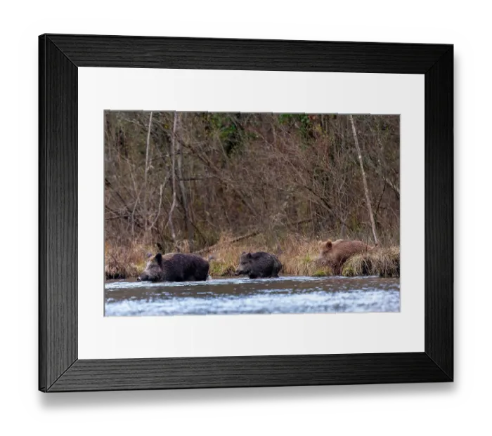 Framed Print : Three Wild boars (Sus scrofa) crossing a river, Alsace, France. December Framed Print : Three Wild boars (Sus scrofa) crossing a river, Alsace, France. December