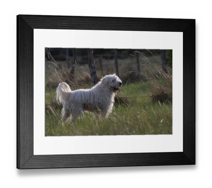 Framed Print : Irish Soft coated wheaten terrier, portrait, Alsace, France. September Framed Print : Irish Soft coated wheaten terrier, portrait, Alsace, France. September