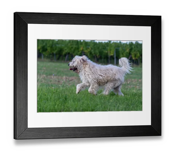 Framed Print : Irish Soft coated wheaten terrier running in a field, Alsace, France. September Framed Print : Irish Soft coated wheaten terrier running in a field, Alsace, France. September