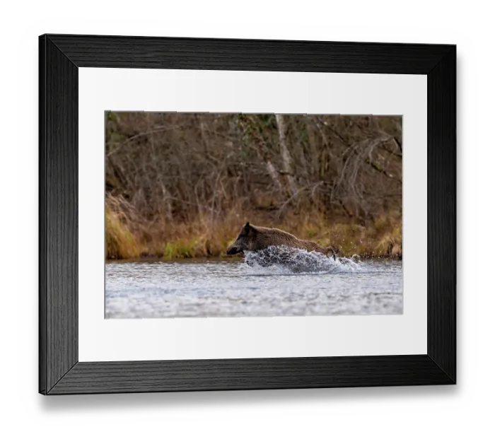 Framed Print : Wild boar (Sus scrofa) running through a river, Alsace, France. December Framed Print : Wild boar (Sus scrofa) running through a river, Alsace, France. December