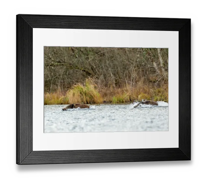 Framed Print : Two Wild boars (Sus scrofa) swimming across a river, Alsace, France. December Framed Print : Two Wild boars (Sus scrofa) swimming across a river, Alsace, France. December