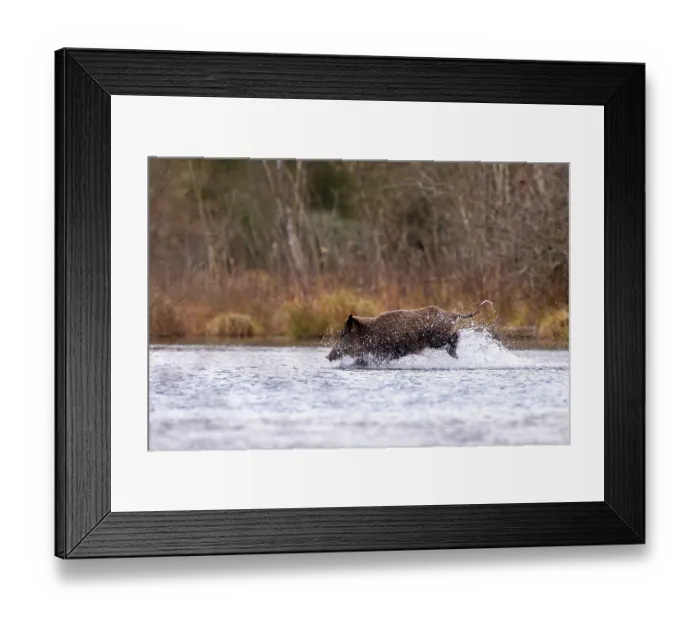 Framed Print : Wild boar (Sus scrofa) crossing a river, Alsace, France. December Framed Print : Wild boar (Sus scrofa) crossing a river, Alsace, France. December
