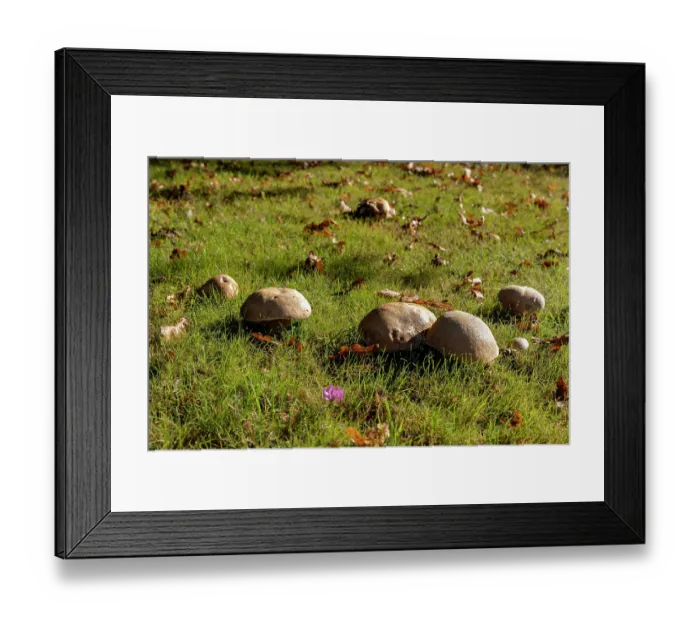 Framed Print : Cep (Boletus edulis) mushrooms in a meadow, Ille et Vilaine, Brittany, France. October Framed Print : Cep (Boletus edulis) mushrooms in a meadow, Ille et Vilaine, Brittany, France. October