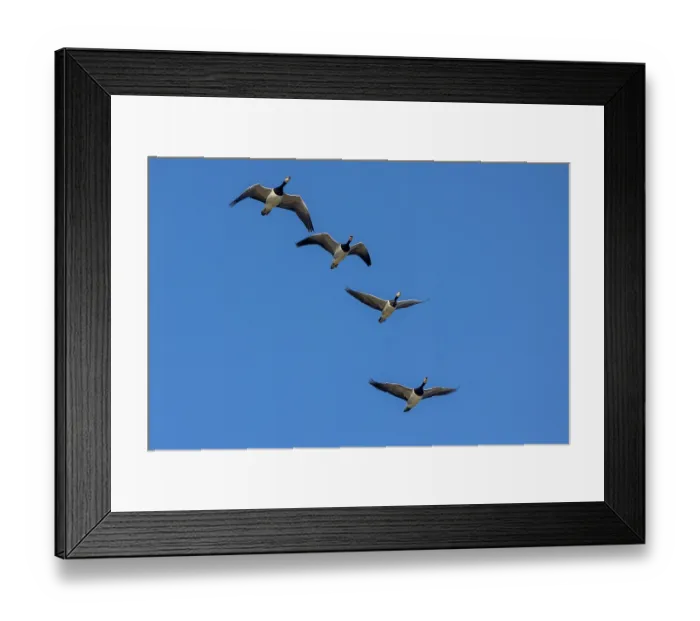 Framed Print : Four Barnacle geese (Branta leucopsis) in flight, Lauversmeer National Park, Friesland, Netherlands. October Framed Print : Four Barnacle geese (Branta leucopsis) in flight, Lauversmeer National Park, Friesland, Netherlands. October