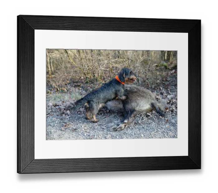 Framed Print : Wire-haired dachshund standing on Wild boar carcass, shot by hunters, Rhine forest, Alsace, France. January, 2017 Framed Print : Wire-haired dachshund standing on Wild boar carcass, shot by hunters, Rhine forest, Alsace, France. January, 2017