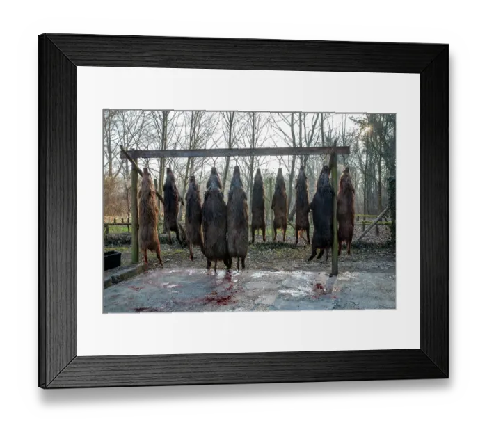 Framed Print : Wildboar (Sus scrofa) carcasses strung up after hunting, Rhine forest, Alsace, France. January Framed Print : Wildboar (Sus scrofa) carcasses strung up after hunting, Rhine forest, Alsace, France. January