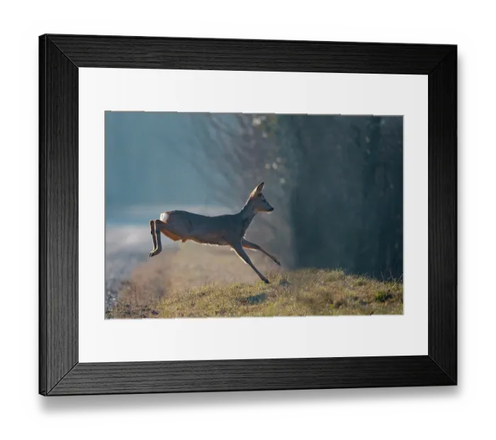 Framed Print : Roe deer (Capreolus capreolus) running across a forest lane in winter, Rhine forest, Alsace, France. January Framed Print : Roe deer (Capreolus capreolus) running across a forest lane in winter, Rhine forest, Alsace, France. January
