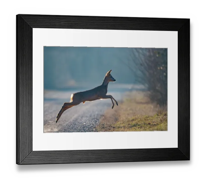 Framed Print : Roe deer (Capreolus capreolus) running across a forest lane in winter, Rhine forest, Alsace, France. January Framed Print : Roe deer (Capreolus capreolus) running across a forest lane in winter, Rhine forest, Alsace, France. January