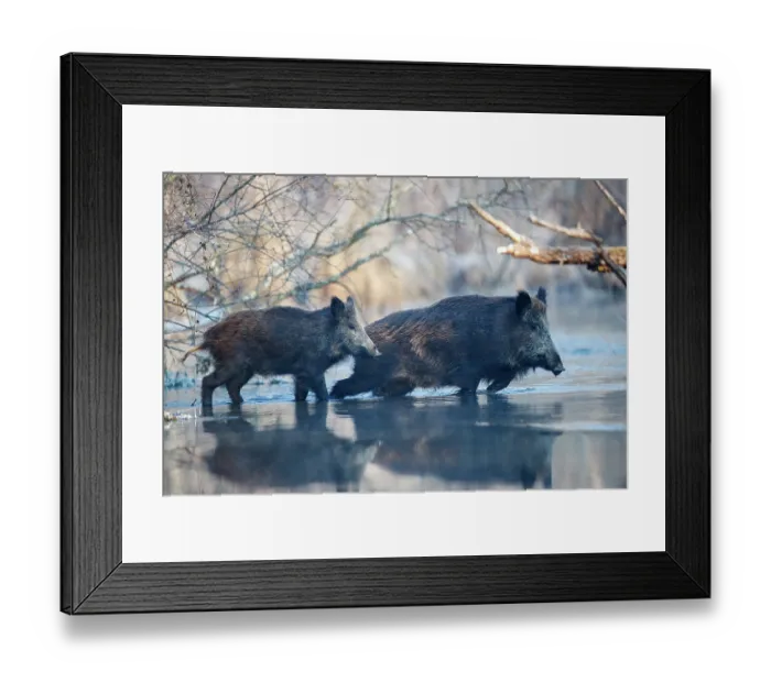 Framed Print : Two Wild boars (Sus scrofa) crossing a river, Rhine forest, Alsace, France. January Framed Print : Two Wild boars (Sus scrofa) crossing a river, Rhine forest, Alsace, France. January
