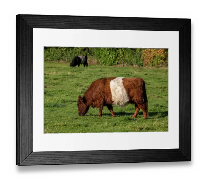 Framed Print : Two Lakenvelder cows grazing in a meadow, Friesland, Netherlands. October Framed Print : Two Lakenvelder cows grazing in a meadow, Friesland, Netherlands. October
