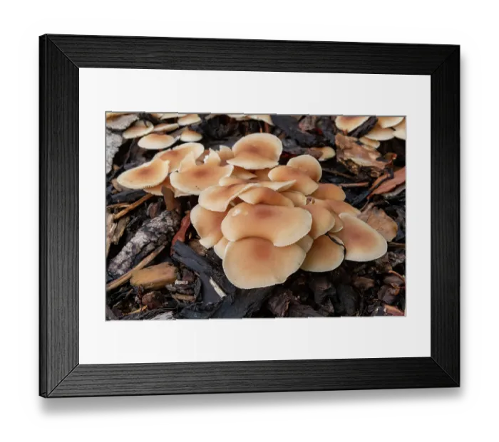 Framed Print : Scotch bonnet (Marasmius oreades) mushrooms, Alsace, France. November Framed Print : Scotch bonnet (Marasmius oreades) mushrooms, Alsace, France. November