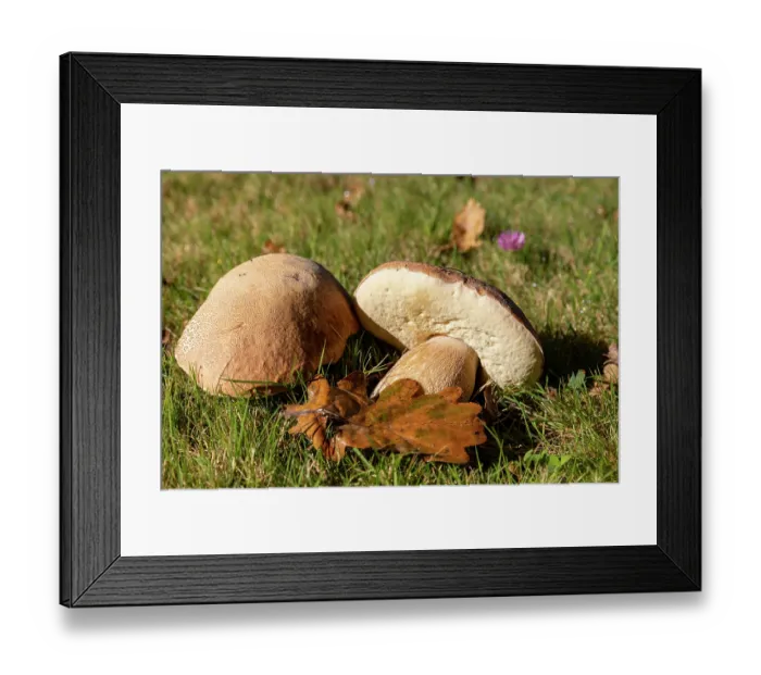 Framed Print : Cep (Boletus edulis) mushrooms in a meadow, Ille et Vilaine, Brittany, France. October Framed Print : Cep (Boletus edulis) mushrooms in a meadow, Ille et Vilaine, Brittany, France. October