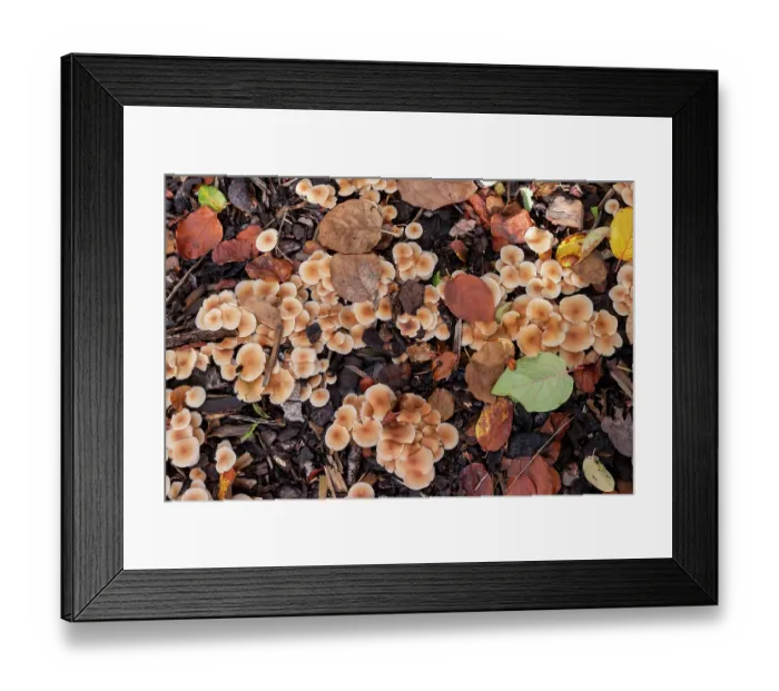 Framed Print : Scotch bonnet (Marasmius oreades) mushrooms, Alsace, France. November Framed Print : Scotch bonnet (Marasmius oreades) mushrooms, Alsace, France. November