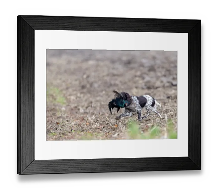 Framed Print : Small Munsterlander, male, carrying a Common Pheasant (Phasianus colchicus) in mouth, Alsace, France. November Framed Print : Small Munsterlander, male, carrying a Common Pheasant (Phasianus colchicus) in mouth, Alsace, France. November
